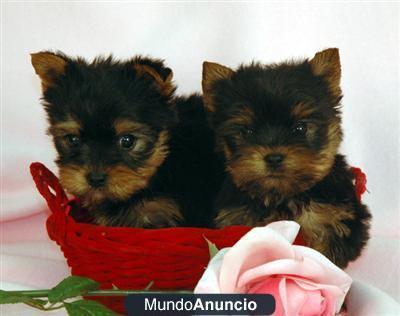 mano levantada cachorros diminutos de yorkie para la reubicación - Alicante