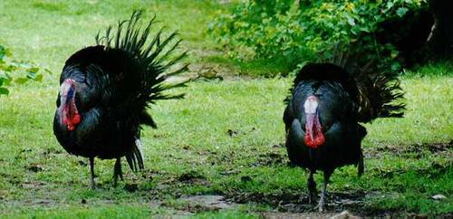 PAVOS URGENTE