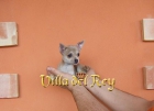 Preciosa hembra chihuahua de 2 meses y medio - mejor precio | unprecio.es