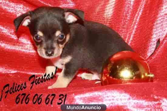 Preciosos Chihuahua, ¡Garantía veterinaria, 5 AÑOS