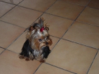 yorkshire terrier - mejor precio | unprecio.es