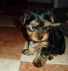 a la venta cachorros de yorkshire terrier con 2 meses por 400E - mejor precio | unprecio.es