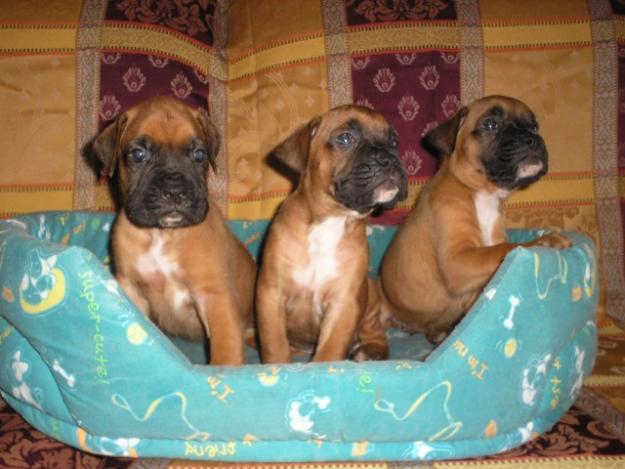 Boxer - Excelente Calidad