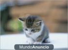 buscamos familias gatitos - mejor precio | unprecio.es