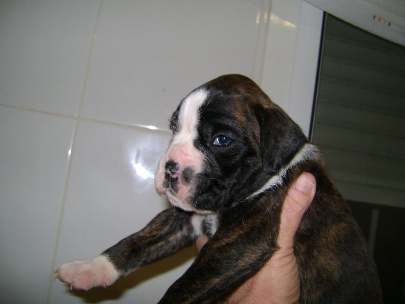 cachorras boxer