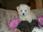 Cachorrita bichon-maltes toy el mejor regalo para navidad - mejor precio | unprecio.es
