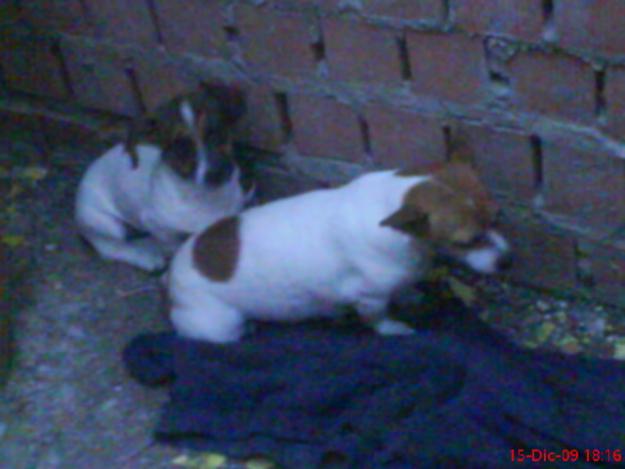 Cachorritos solos en la calle