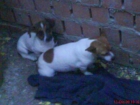 Cachorritos solos en la calle - mejor precio | unprecio.es
