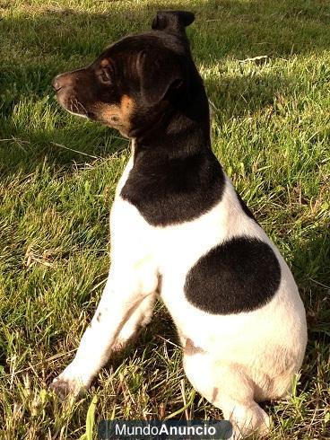 CACHORROS BODEGUERO ANDALUZ