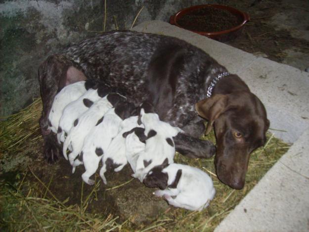 Cachorros de braco aleman.