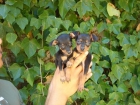 CACHORROS DE PINSCHER MINI 450 - mejor precio | unprecio.es