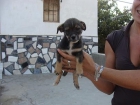 CAYAK, cachorrita de 3 meses tamaño pequeño en adopcion - mejor precio | unprecio.es