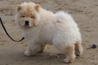 Chow Chow cachorros elegante, - mejor precio | unprecio.es