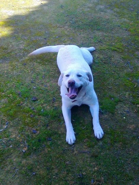 labrador retriever