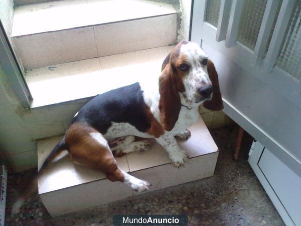 Ofrezco Basset Hound para montas