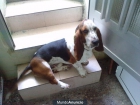 Ofrezco Basset Hound para montas - mejor precio | unprecio.es