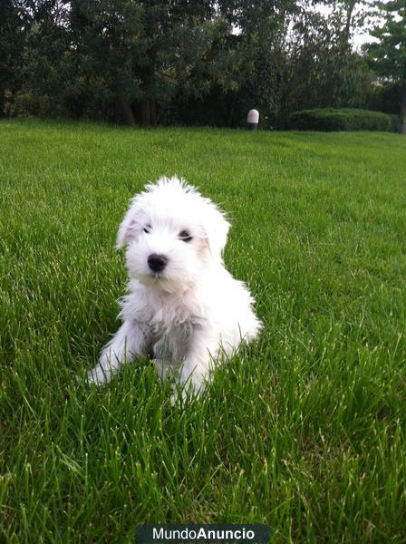 schnauzer BLANCO de exposicion