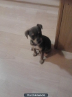 se vende cachorrito de 5 semanas - mejor precio | unprecio.es