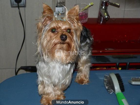 Yorkshire Terrier para monta