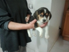 Beagle nacional tricolor. loe. garantias. pura raza - mejor precio | unprecio.es