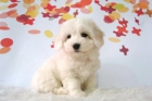 Bichon Maltes , machos & hembras de muy buena calidad , fotos actuales , nucleo - mejor precio | unprecio.es
