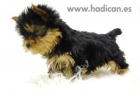 Cachorritos de Yorkshire miniatura, con mucha elegancia. - mejor precio | unprecio.es