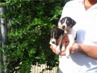 CACHORROS BODEGUEROS,  MUY CARIÑOSOS - mejor precio | unprecio.es