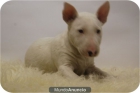 Camada de Bullterrier en color blanco. - mejor precio | unprecio.es