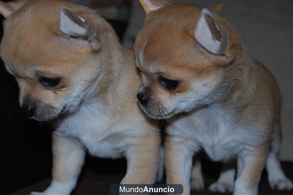 chihuahuas disponibles