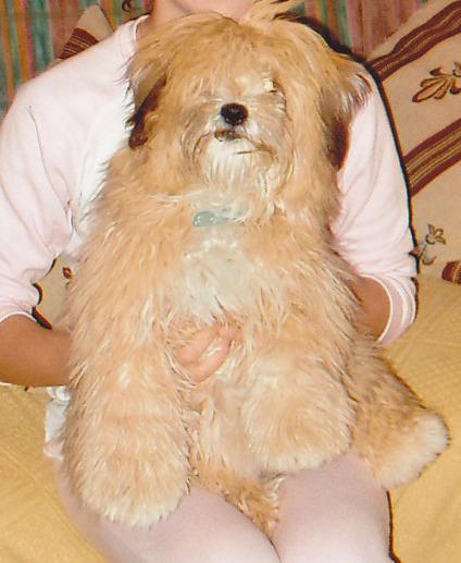 cruce shih tzu