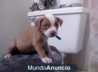 Excelente cachorros pitbull para volver a asignar - mejor precio | unprecio.es