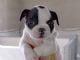 Excelentes, Bulldog Frances, magnifico pedigri.