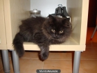 Gatitos Persas Europeos - mejor precio | unprecio.es