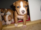 INMEJORABLES CACHORRAS DE AMERICAN STAFFORDSHIRE TERRIER - mejor precio | unprecio.es