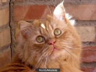 MELOCOTON gato persa, va a la perrera, por favor ayuda!! - mejor precio | unprecio.es