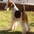 PELUQUERIA CANINA A DOMICILIO - mejor precio | unprecio.es