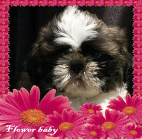 Shih-tzu tu cachorro mas bonito