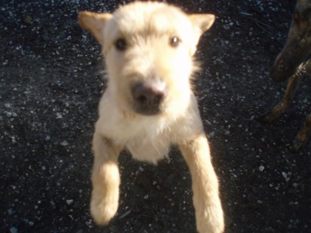 Yina,perrita en adopcion URGENTE!la guarida cordoba