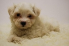 BICHON MALTES!! cachorrines monisimos de 2meses - mejor precio | unprecio.es