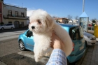 Bichon maltes de muy buena calidad - mejor precio | unprecio.es