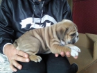 bulldog inglés de Mimosos de la Reina - mejor precio | unprecio.es