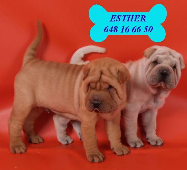 Camada de Shar-pei, no los dejes pasar