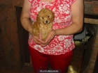 Caniche hembra minitoy roja,530 Eur. - mejor precio | unprecio.es