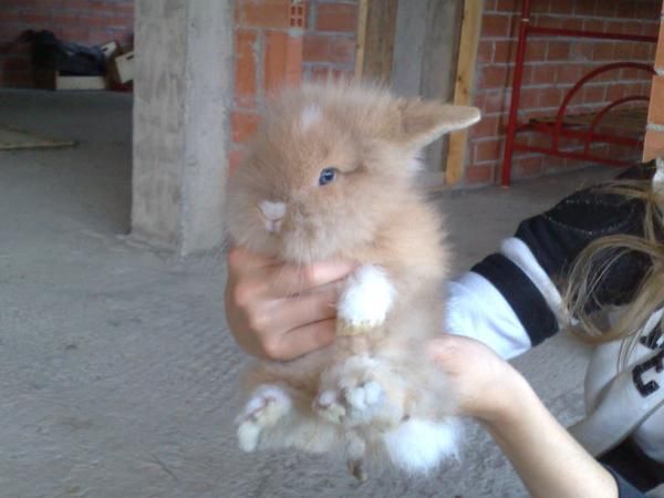 Conejitos angora cabeza de leon(camada 14-11-09)