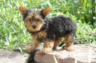 Excelentes cachorros de Yorkshire Terrier disponibles ahora ... - mejor precio | unprecio.es