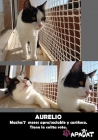 Gato. Aurelio, precioso gato que no ha tenido mucha suerte. Toledo - mejor precio | unprecio.es