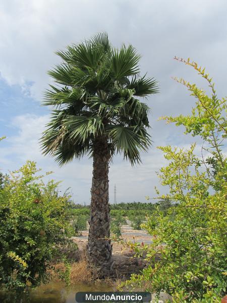Palmeras Washingtonias Robustas en oferta!