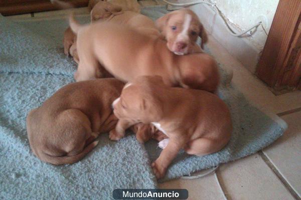 REGALO CACHORRITOS