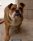 Se vende Bulldog Inglés Hembra 14/06/11 Por no poder atender - mejor precio | unprecio.es