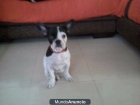 Bulldog frances hembra - mejor precio | unprecio.es